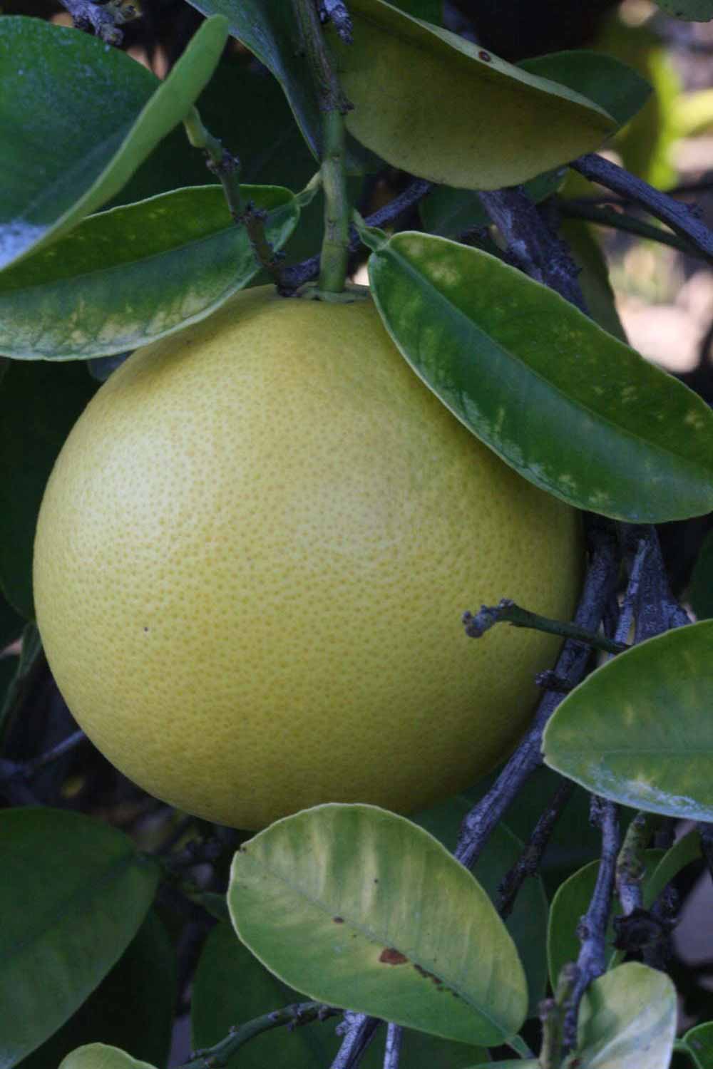            Fruit (Riverside, CA)   